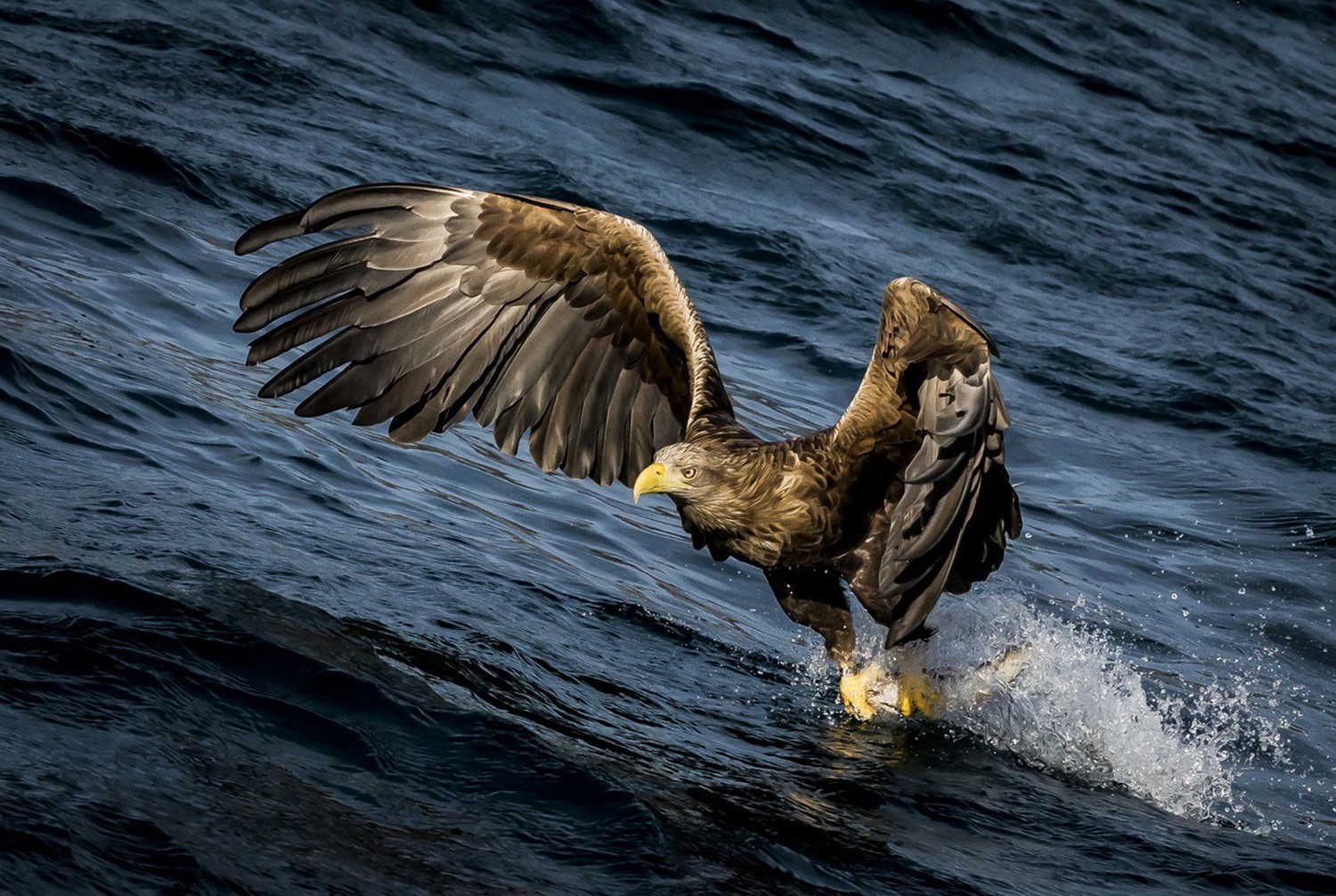 eagle birds water splashes hunting Wallpaper