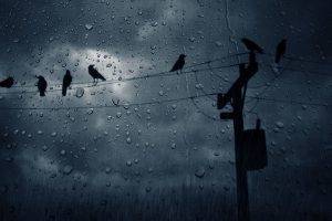 rain birds