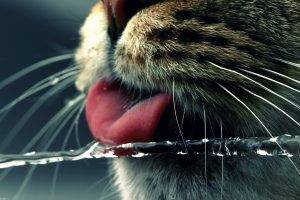 cat water tongues