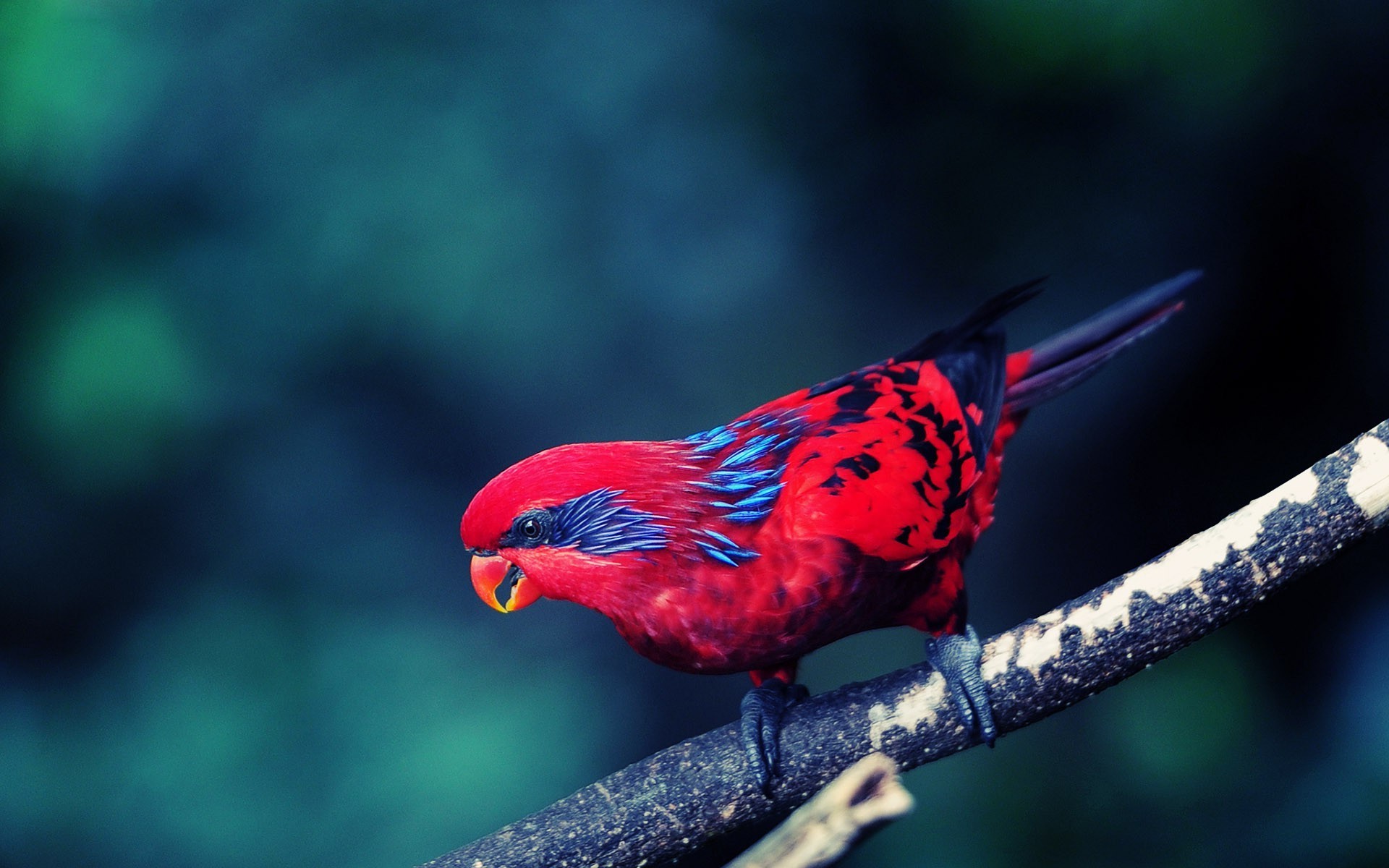 birds red Wallpaper