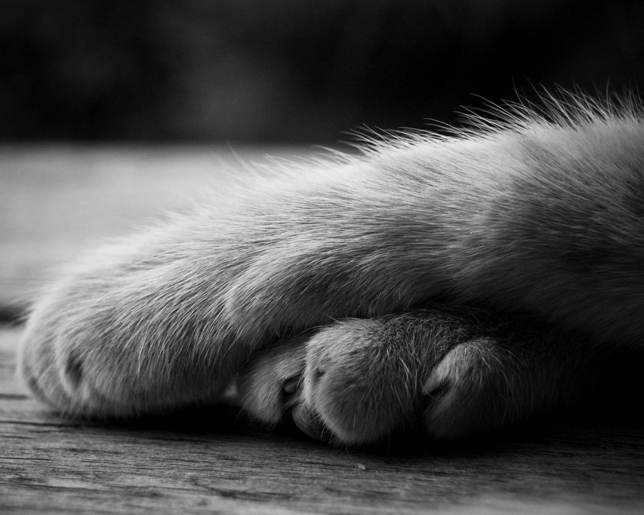 cat Wallpaper
