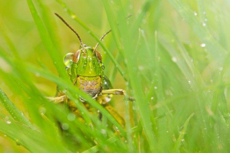 insect grass grasshopper macro HD Wallpaper Desktop Background