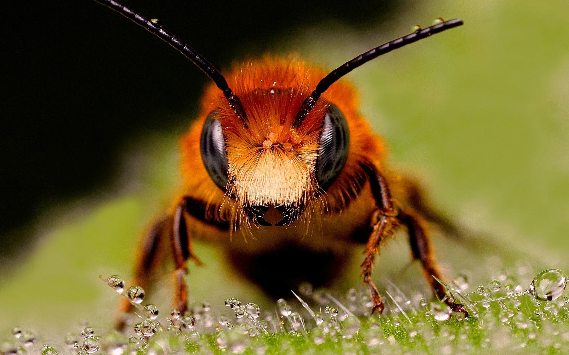 macro insect hymenoptera bees Wallpaper
