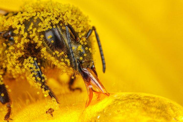 macro insect hymenoptera pollen bees HD Wallpaper Desktop Background