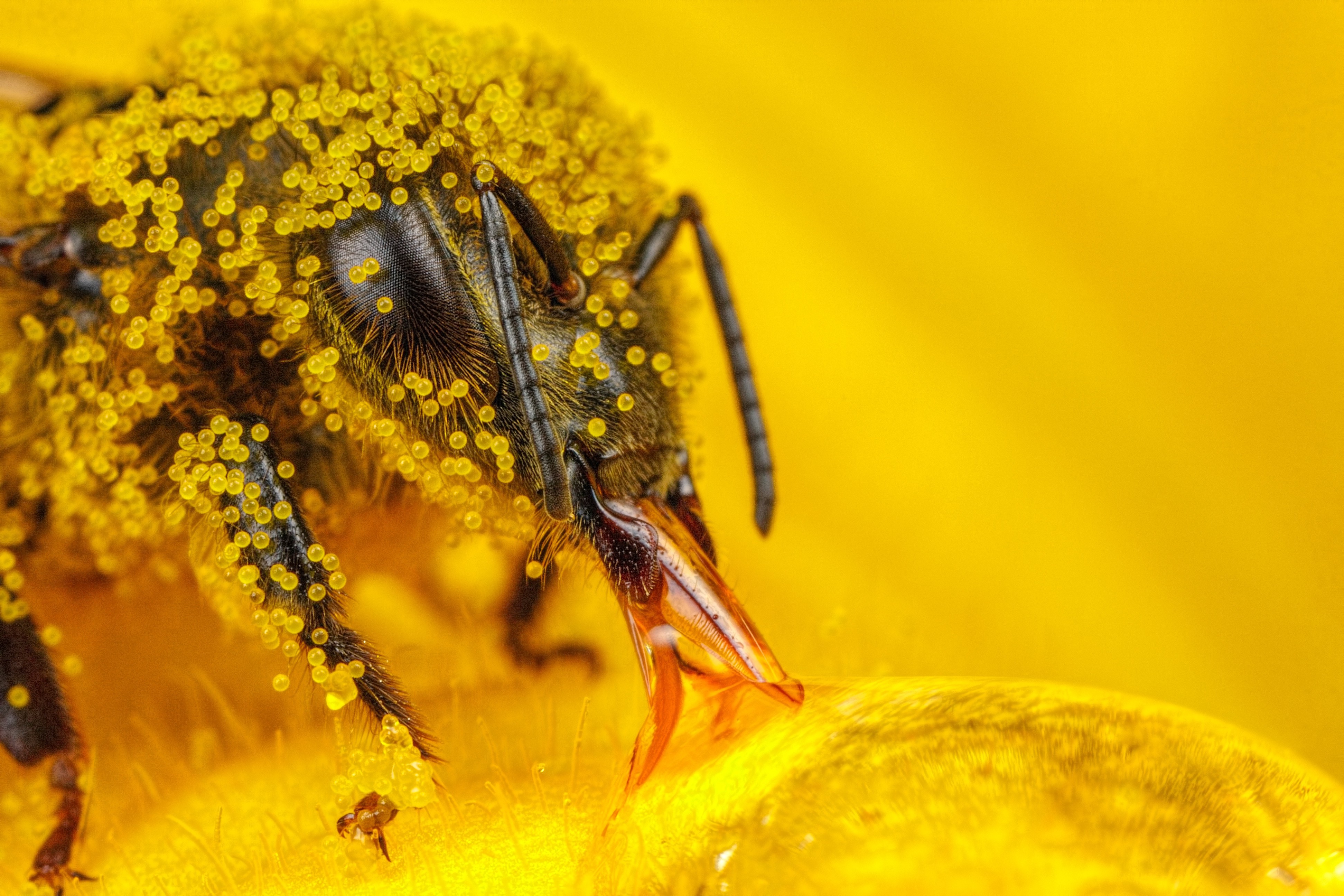 macro insect hymenoptera pollen bees Wallpaper