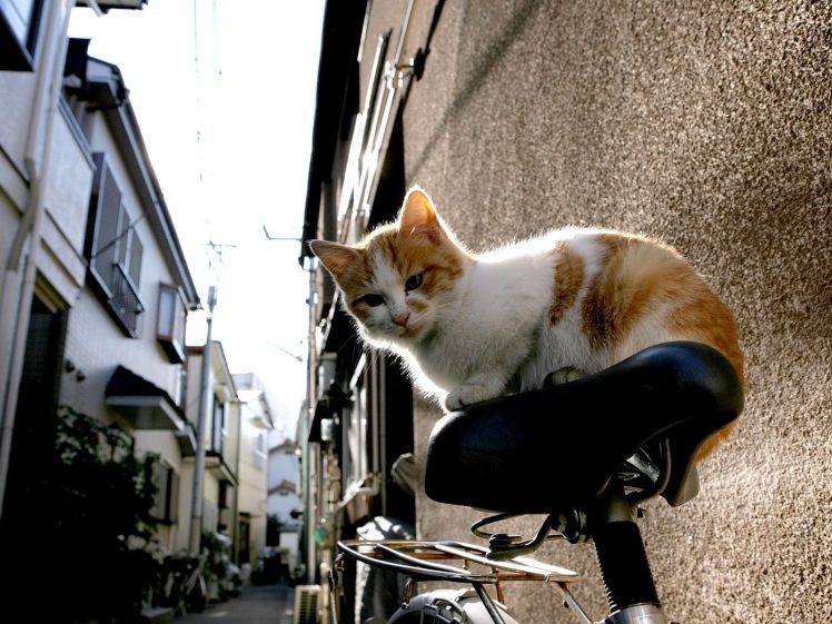 japan cat HD Wallpaper Desktop Background