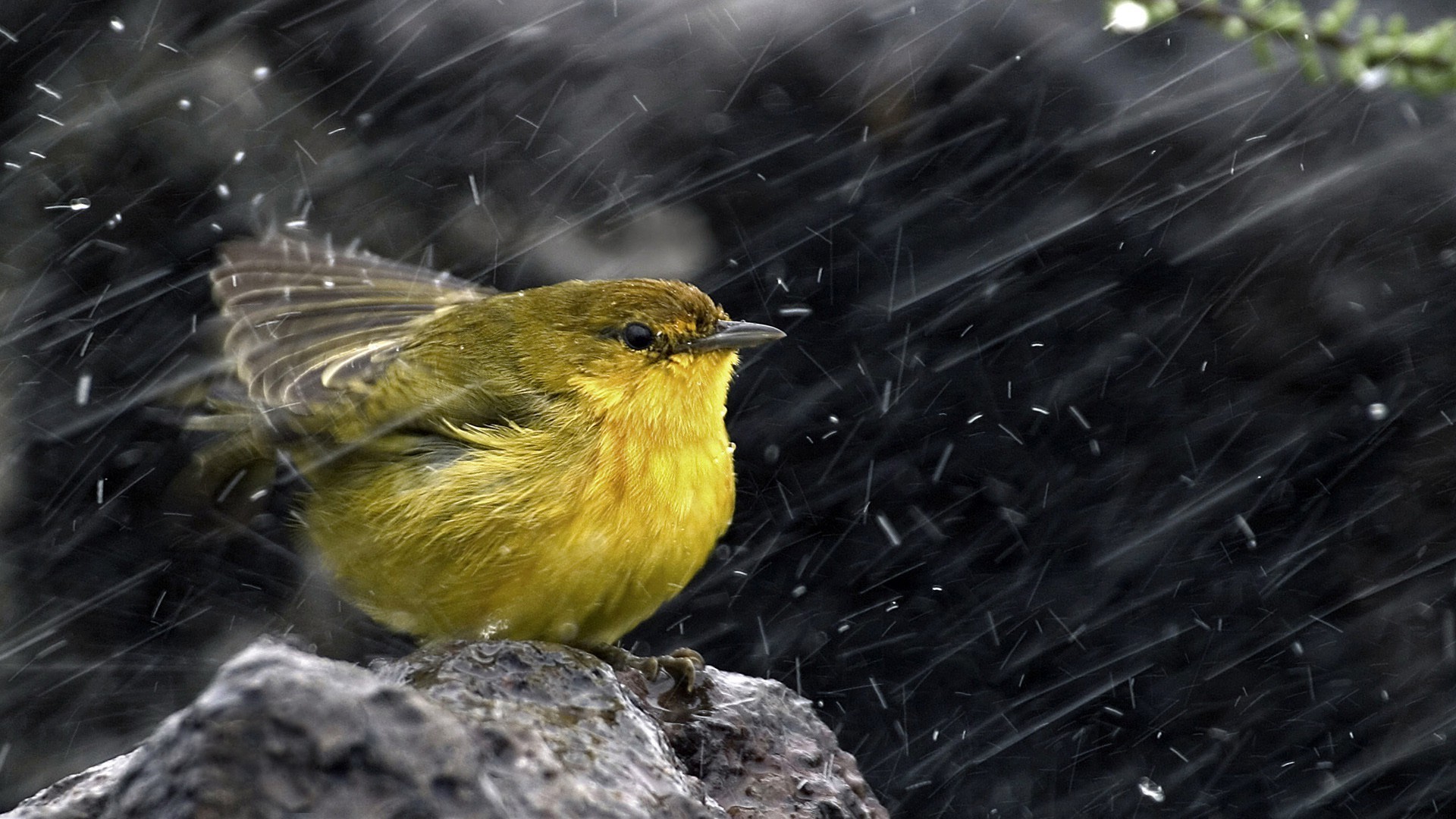 birds water drops rock rain Wallpaper