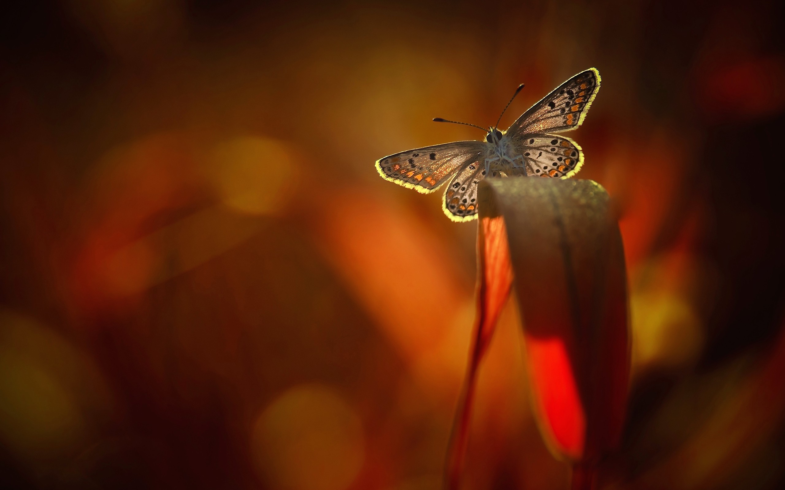 macro plants lepidoptera insect Wallpaper