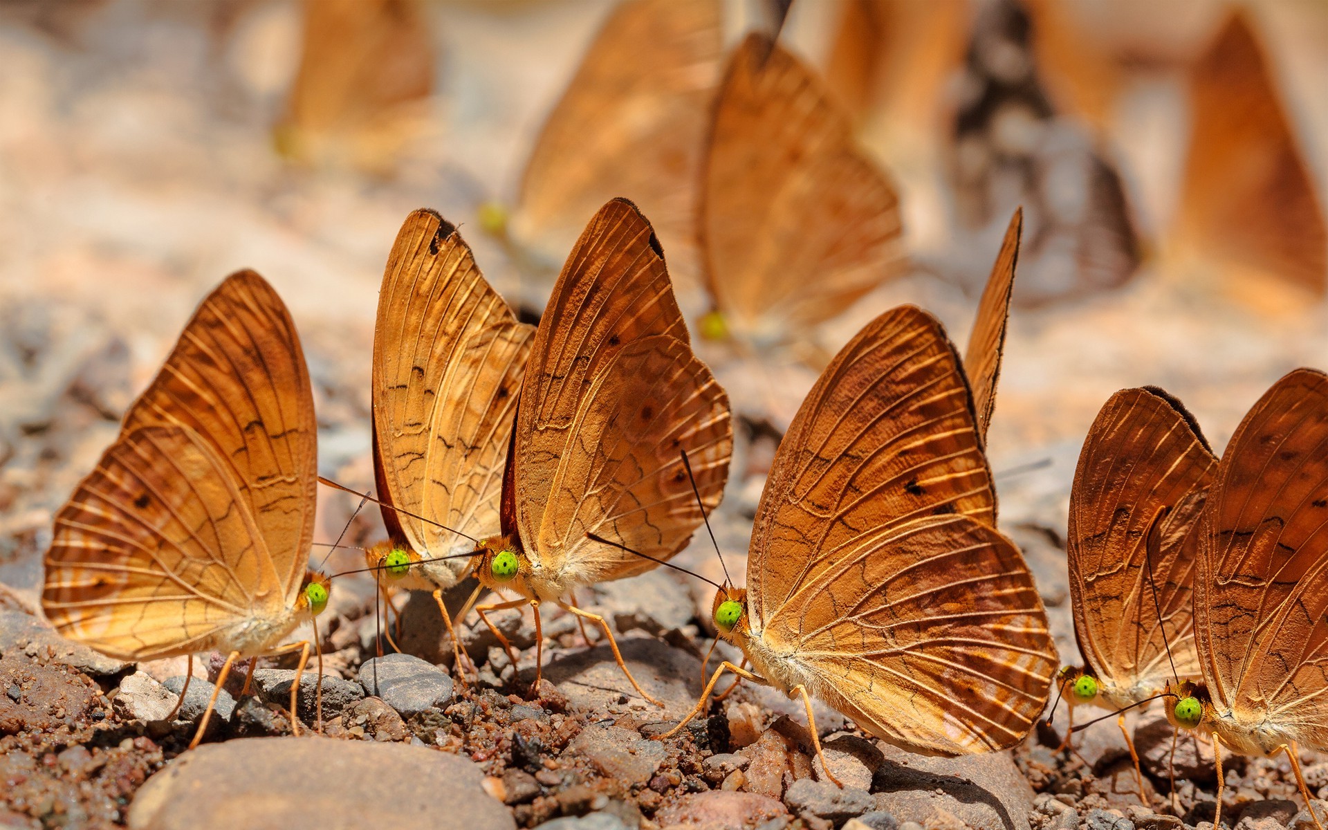 macro lepidoptera insect Wallpaper