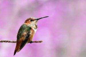 macro birds hummingbirds