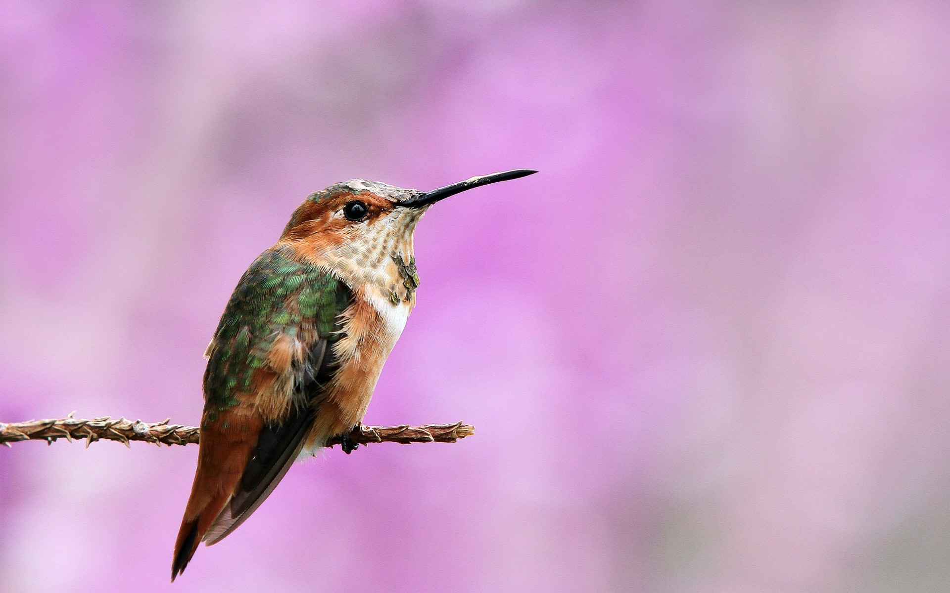 macro birds hummingbirds Wallpaper