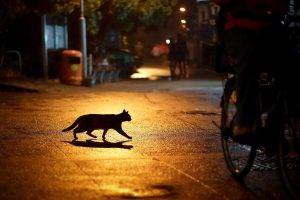 urban cat silhouette night