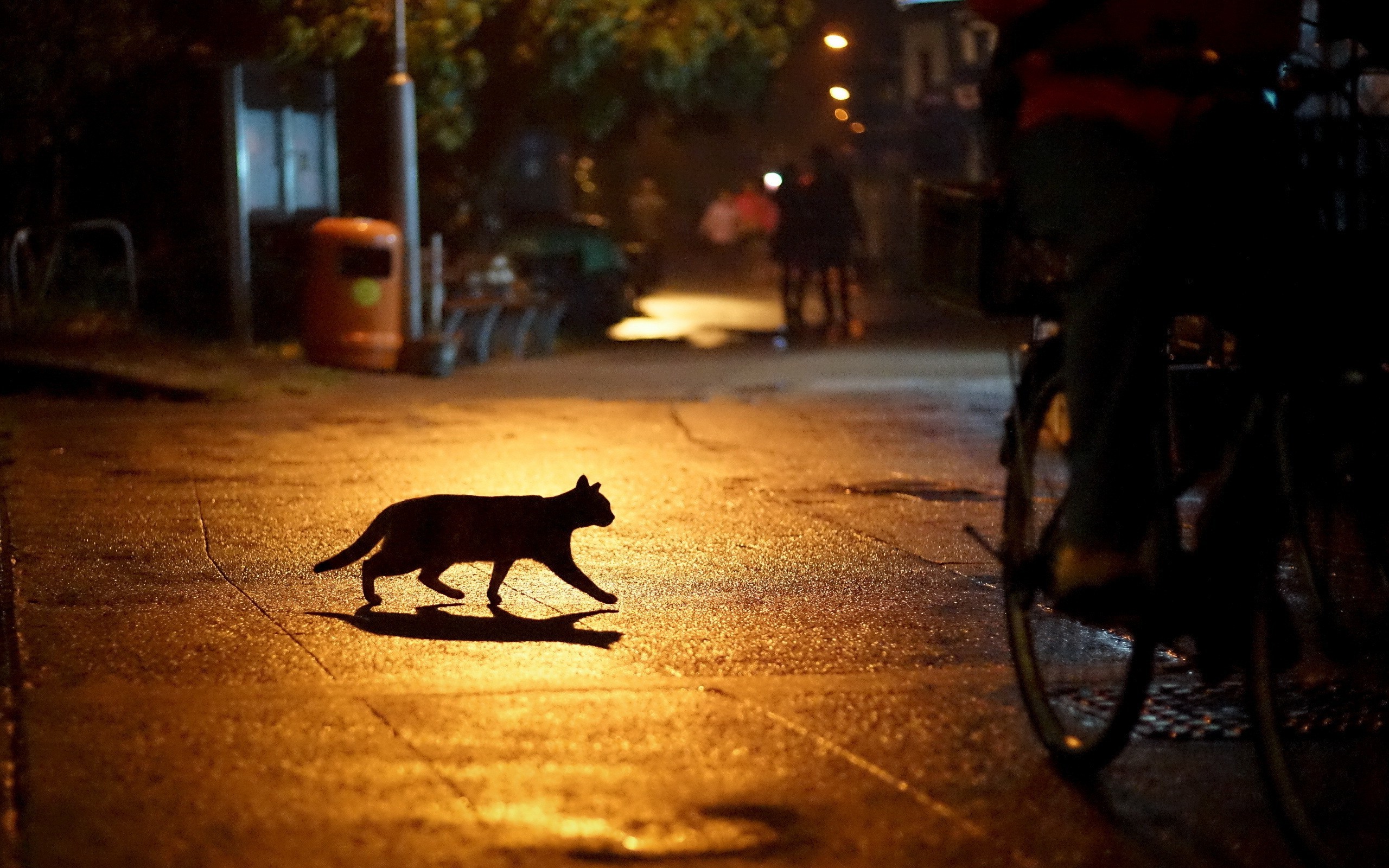 urban cat silhouette night Wallpaper