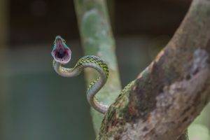 snake reptile open mouth