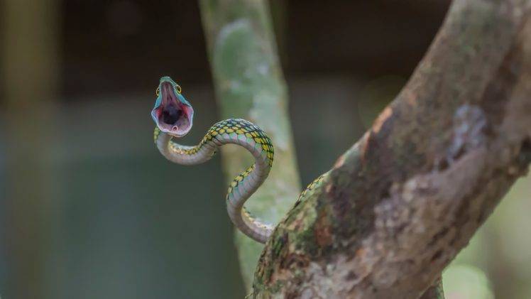 snake reptile open mouth HD Wallpaper Desktop Background