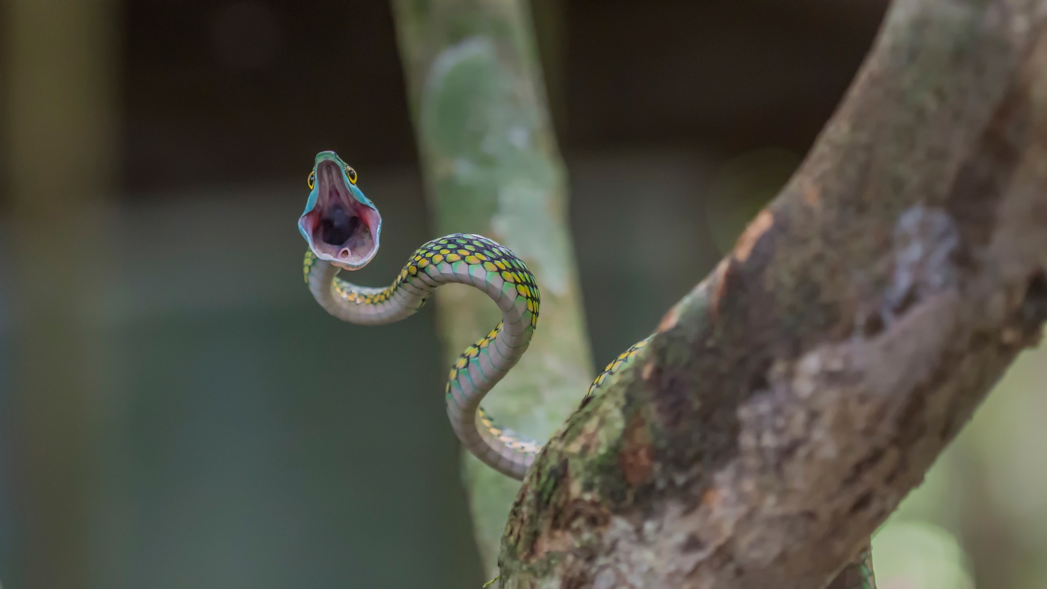 snake reptile open mouth Wallpaper