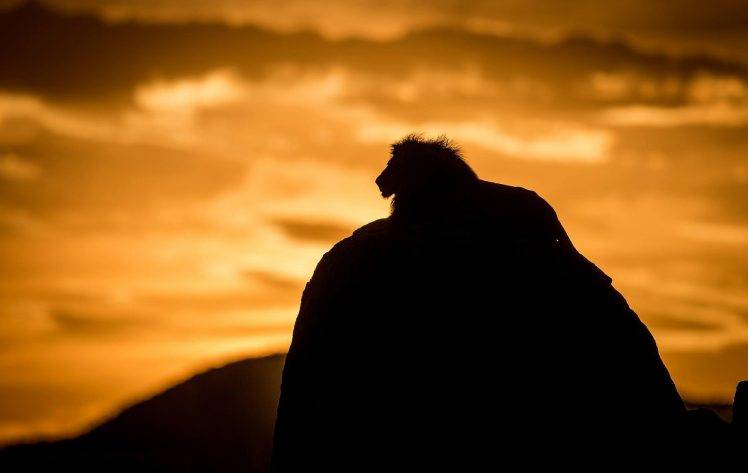lion silhouette HD Wallpaper Desktop Background