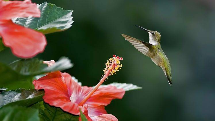 hummingbirds HD Wallpaper Desktop Background