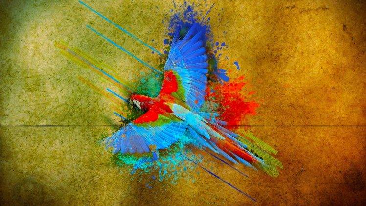parrot birds colorful flying HD Wallpaper Desktop Background