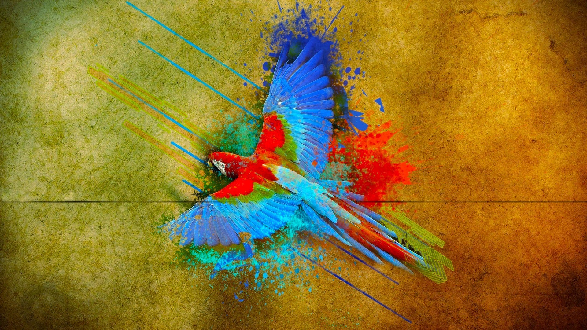 parrot birds colorful flying Wallpaper