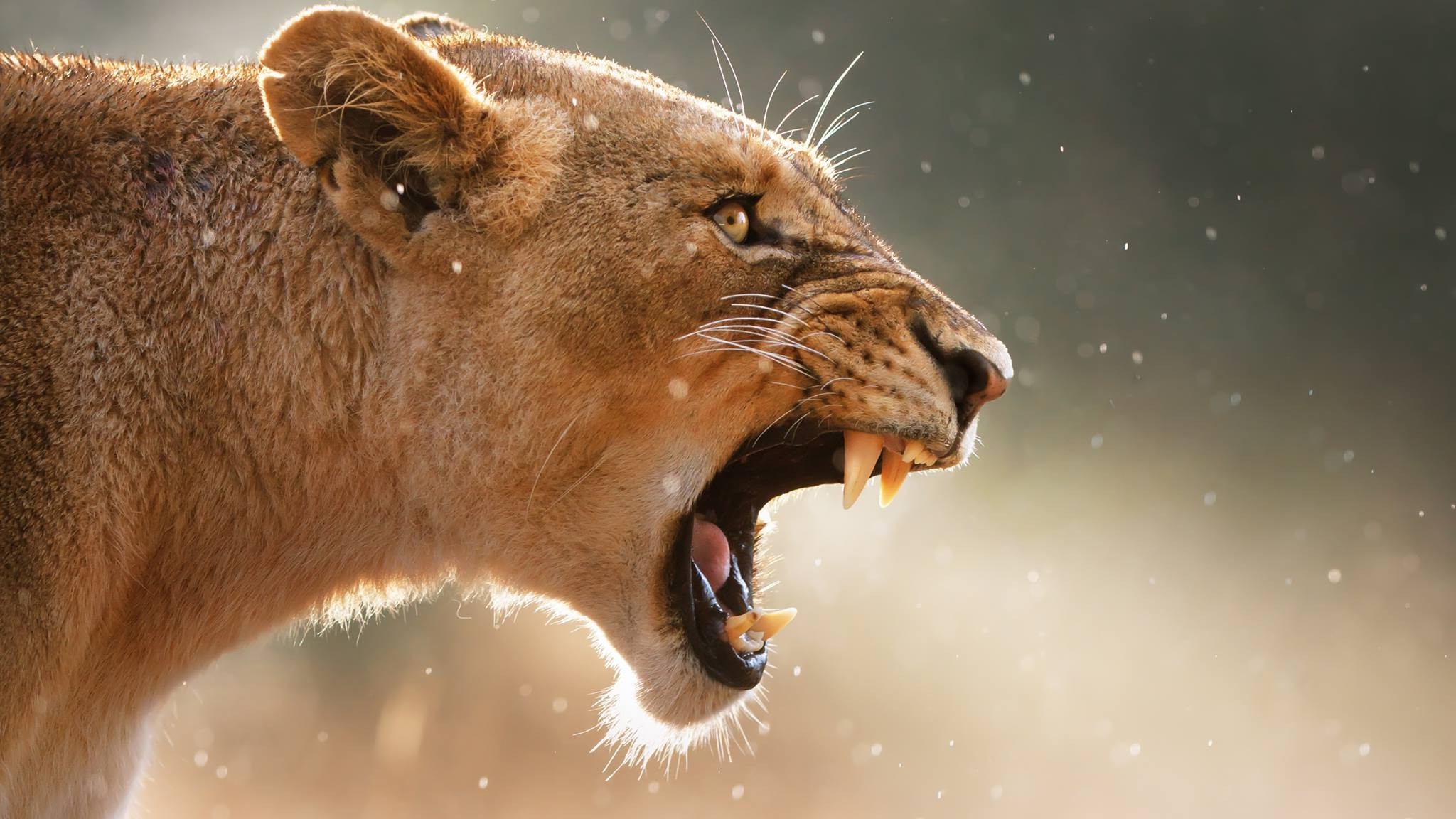 lion Wallpaper