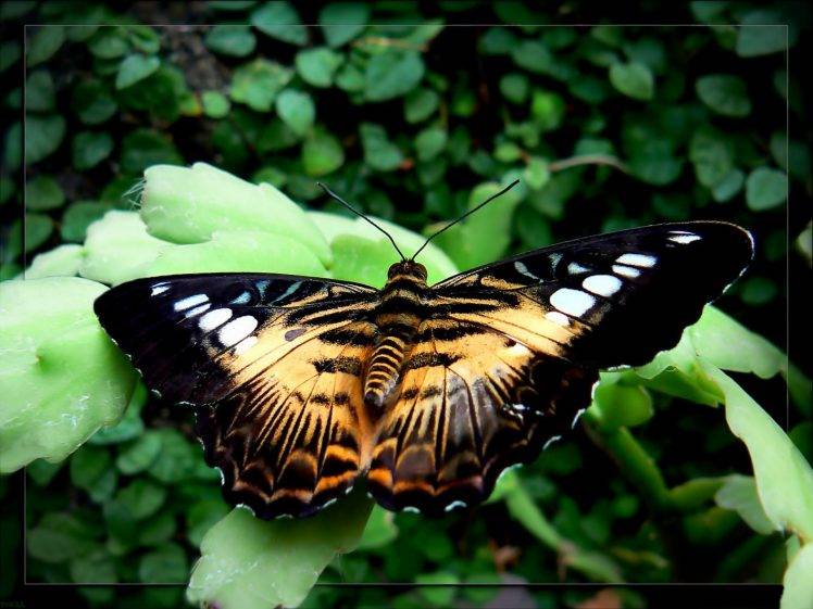 insect butterfly HD Wallpaper Desktop Background