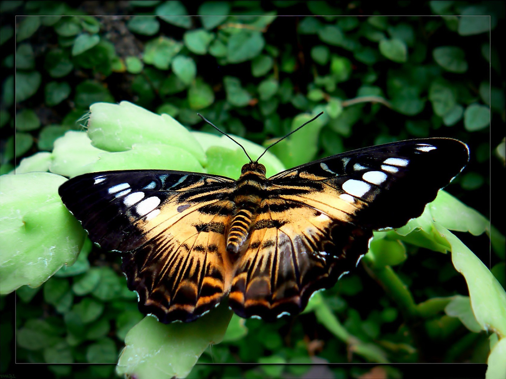 insect butterfly Wallpapers HD / Desktop and Mobile ...