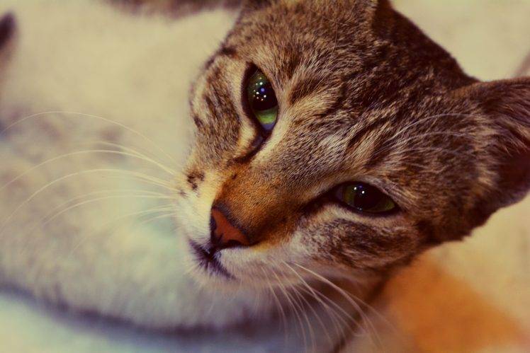 cat cat eyes HD Wallpaper Desktop Background