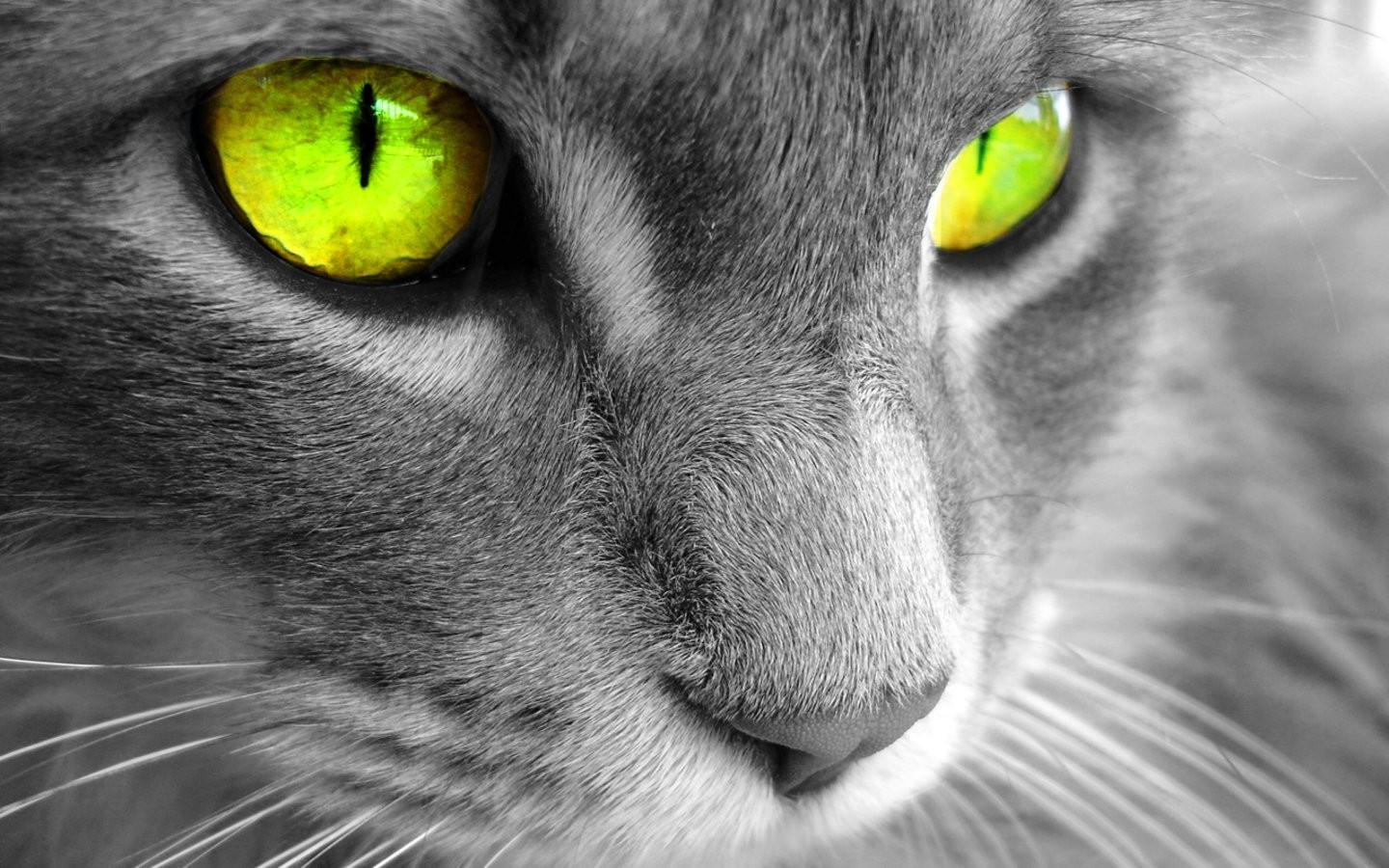 cat Wallpaper