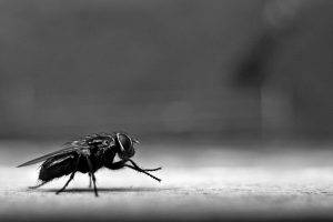 fly diptera insect