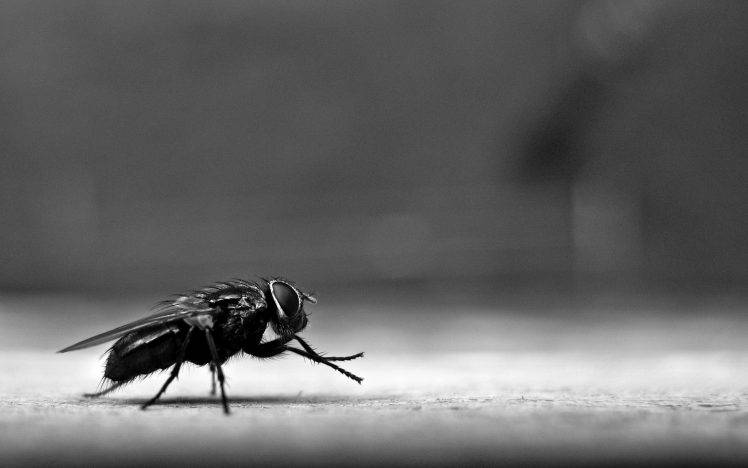fly diptera insect HD Wallpaper Desktop Background