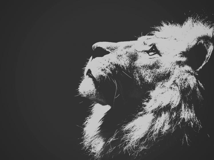 lion HD Wallpaper Desktop Background
