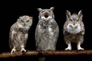 birds owl