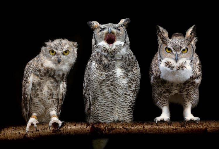 birds owl HD Wallpaper Desktop Background