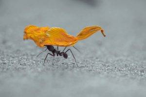 macro ants sand hymenoptera insect