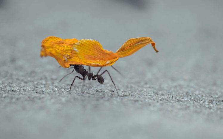 macro ants sand hymenoptera insect HD Wallpaper Desktop Background