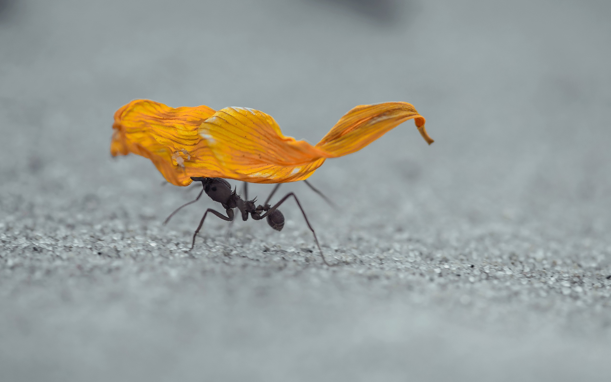 macro ants sand hymenoptera insect Wallpaper