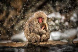 monkeys snow