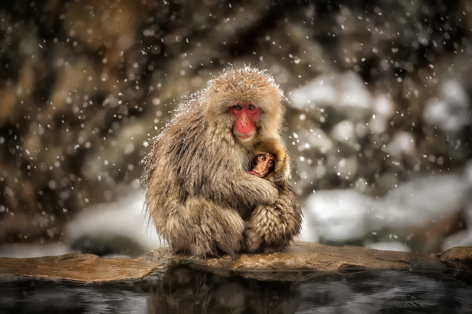 monkeys snow Wallpaper