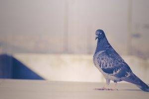 istanbul birds pigeons