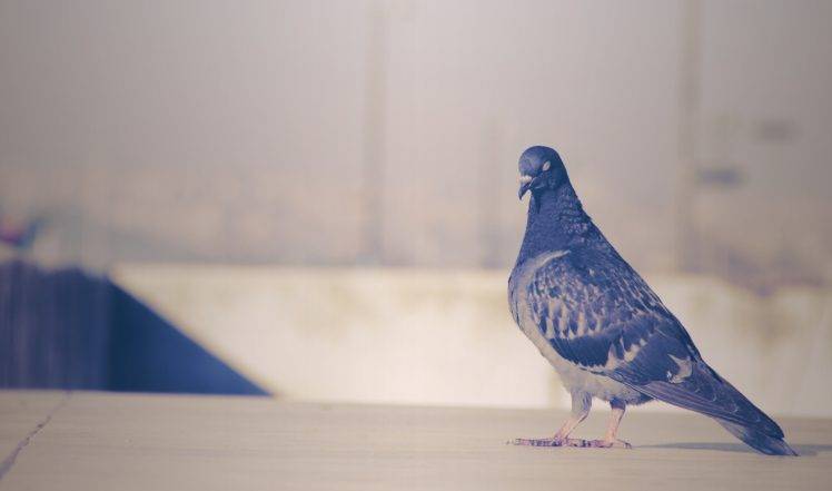 istanbul birds pigeons HD Wallpaper Desktop Background