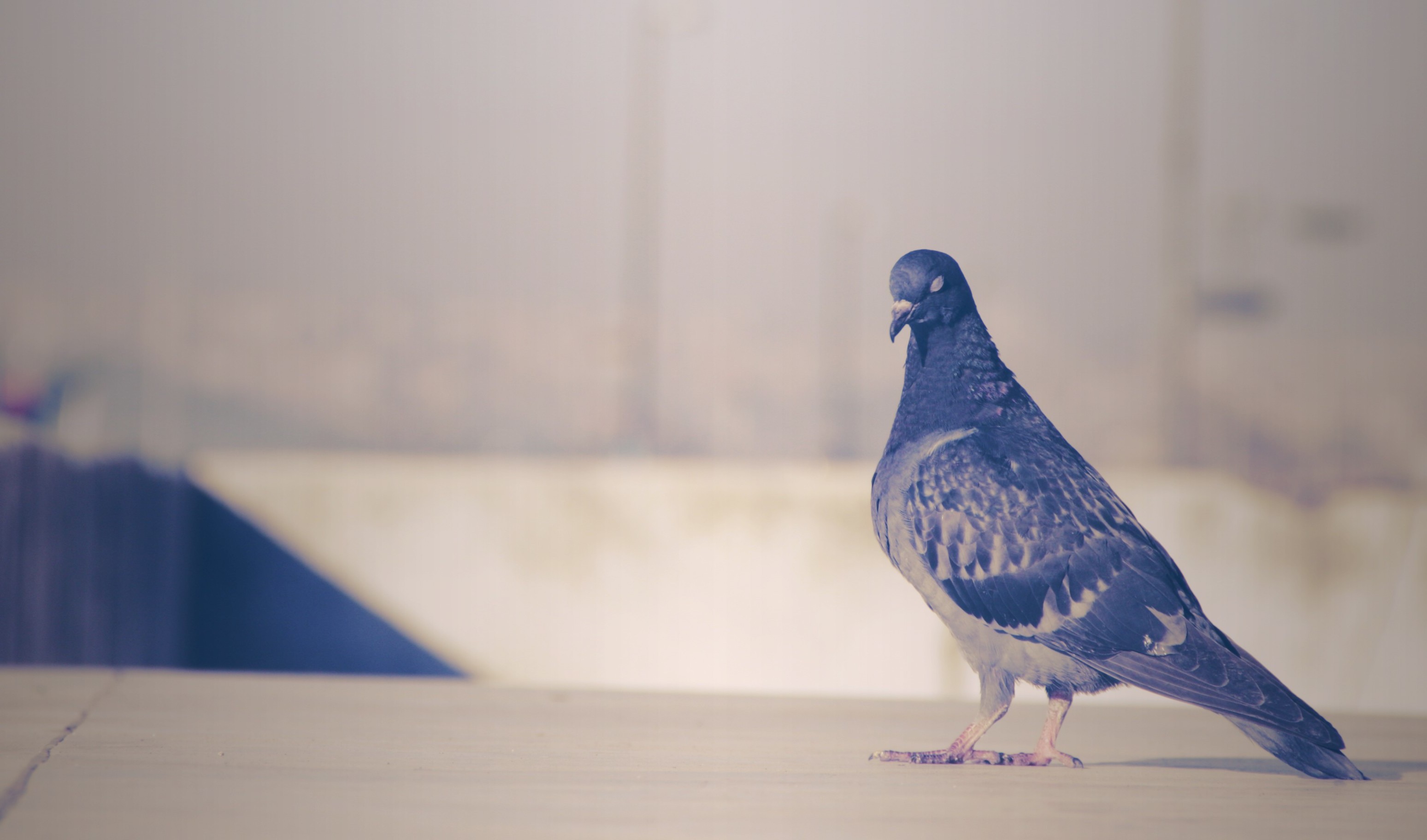 istanbul birds pigeons Wallpaper