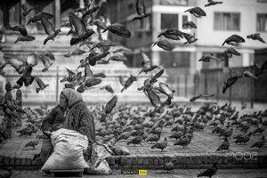 photography city birds