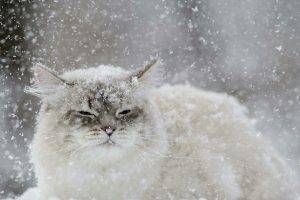 cat snow flakes