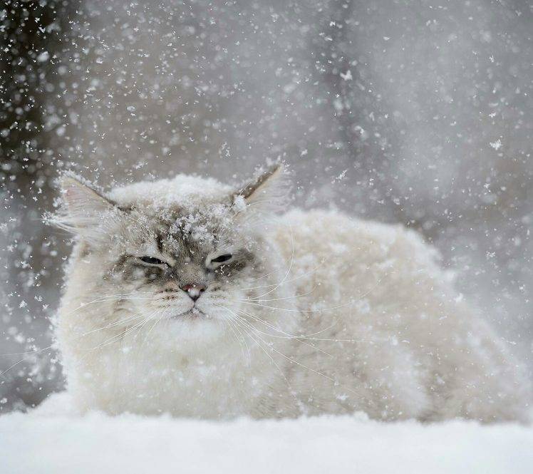 cat snow flakes HD Wallpaper Desktop Background