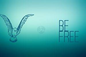 free birds colibri bird freedom