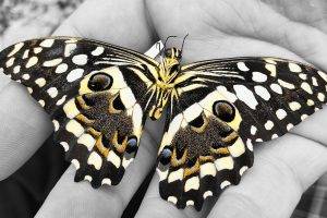 selective coloring butterfly hand insect