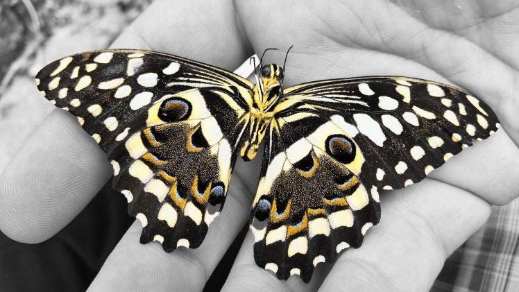 selective coloring butterfly hand insect HD Wallpaper Desktop Background