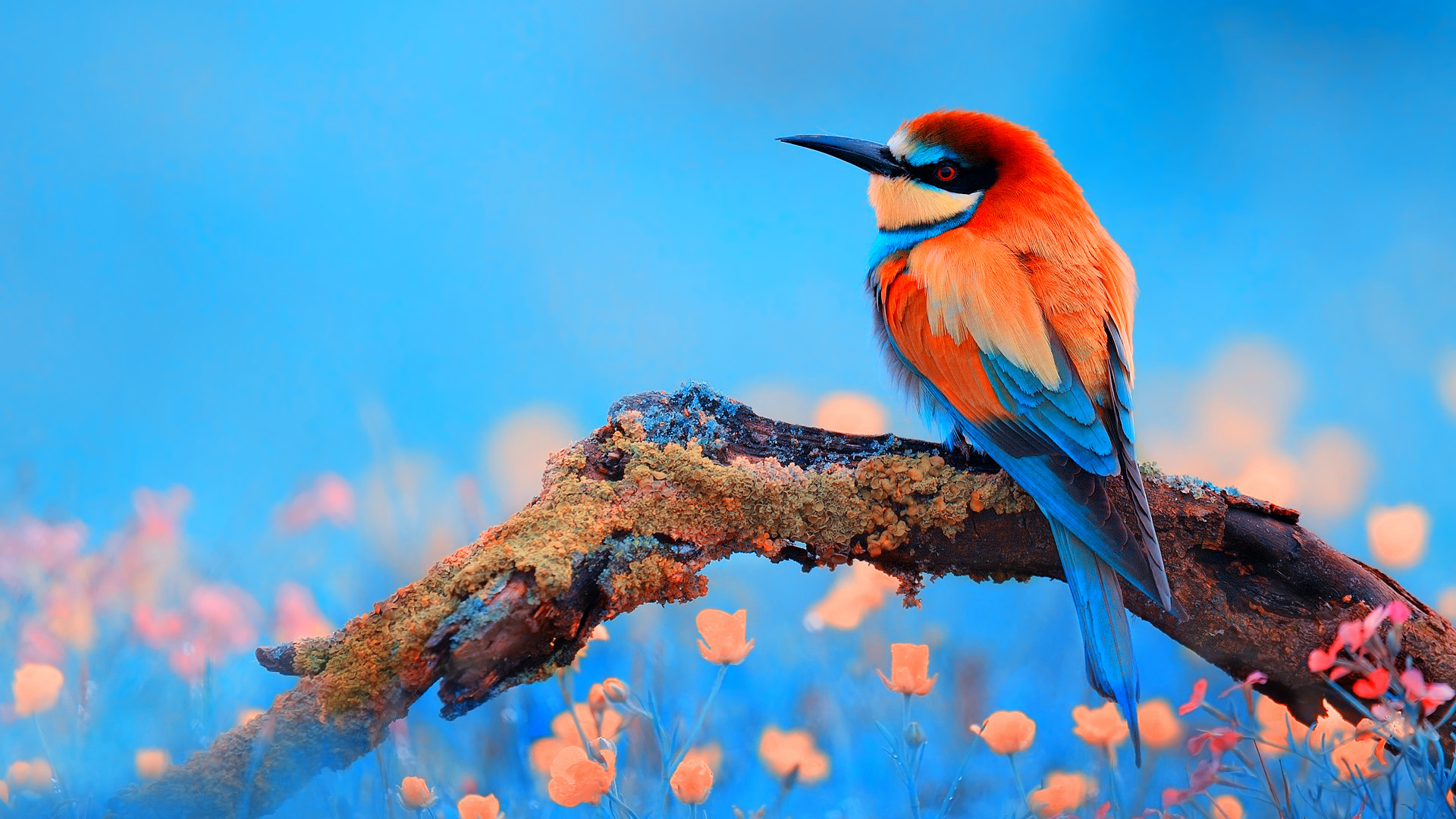 birds Wallpapers HD / Desktop and Mobile Backgrounds