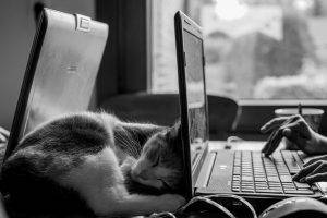 monochrome cat desk laptop sleeping